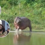 Delfín rosado cautiva al mundo: lo captan jugando en el Amazonas